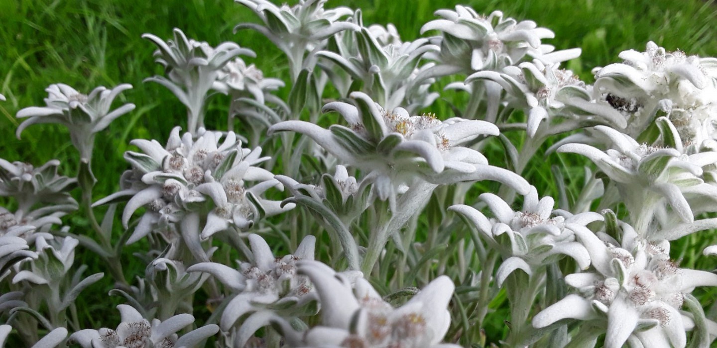 Ferienwohnung Holzhey Edelweiß