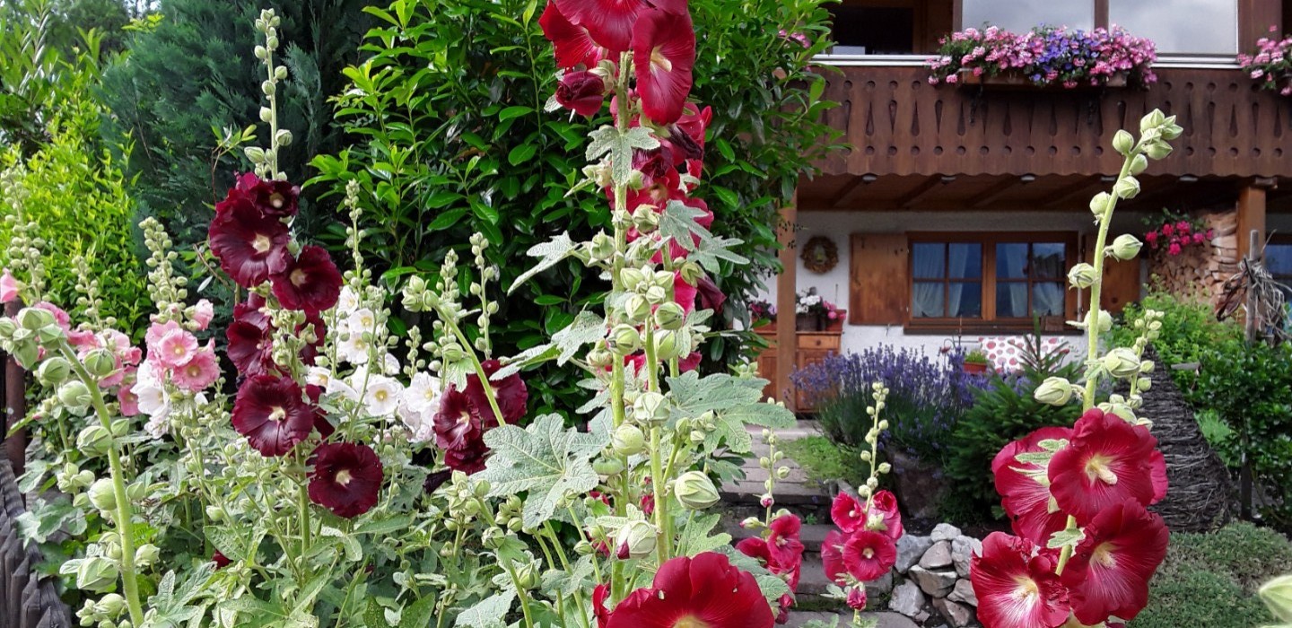 Ferienwohnung Holzhey Bad Hindelang